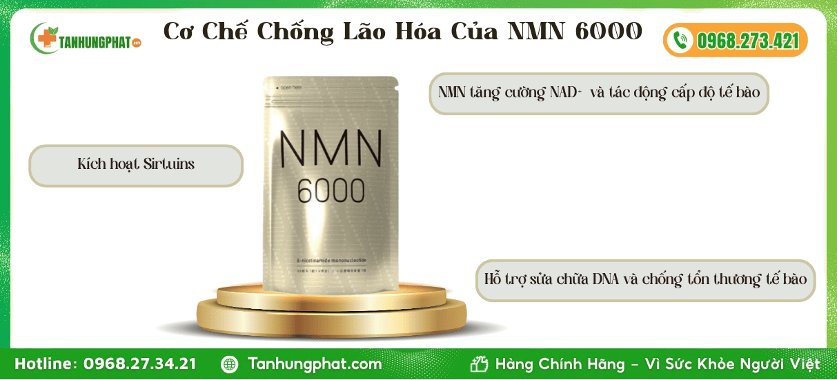 Cơ Chế Chống Lão Hóa Đột Phá Của NMN 6000